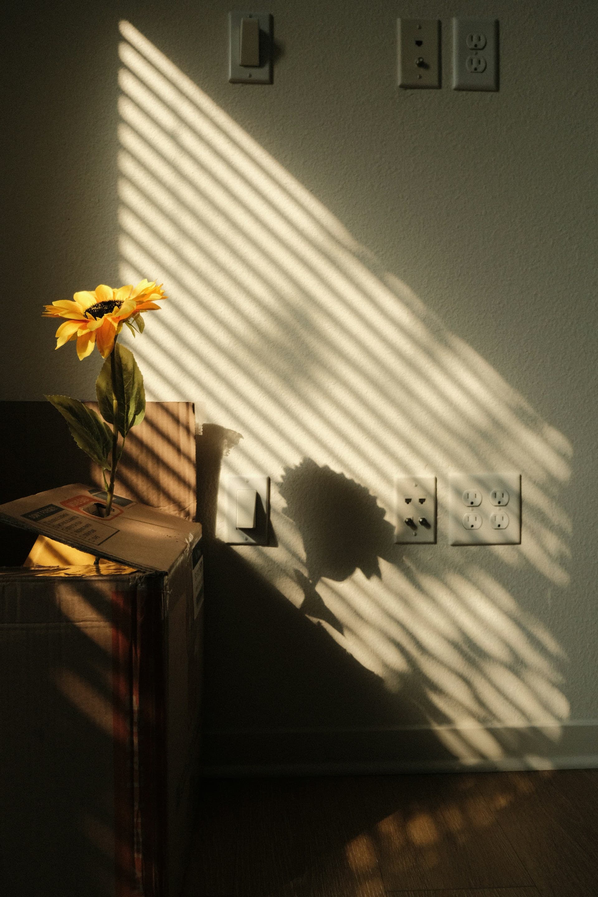 Sunlit Still Life